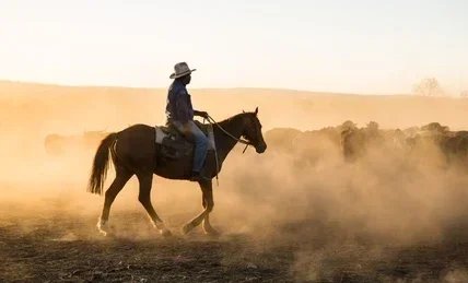 Australian Stock Horse mustering livestock in the Kimberley region of Western Australia