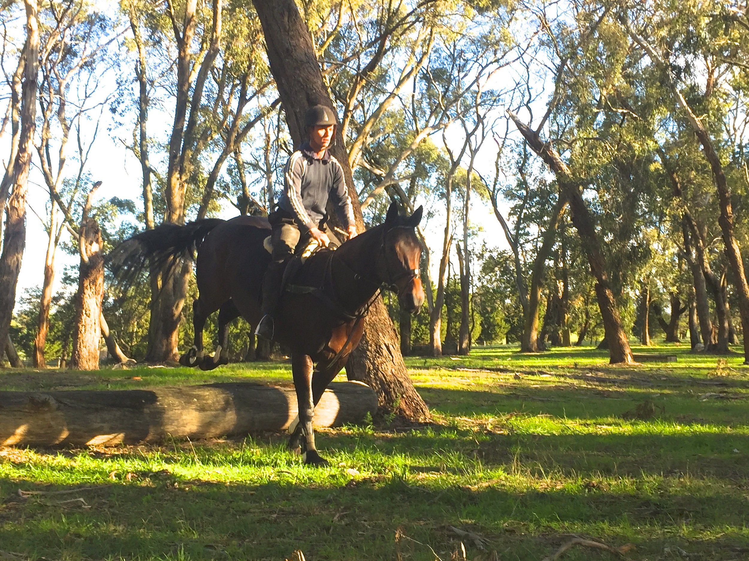 Australian Stock Horse performing cross country work