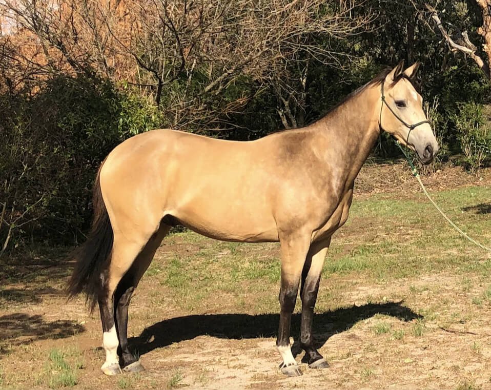 A buckskin Australian Stock Horse standing in a paddock