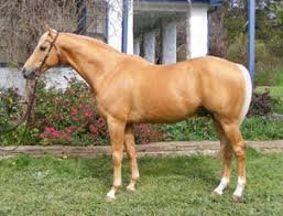 A palomino Australian Stock Horse, an all-rounder suited to any discipline