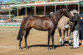 Australian Stock Horse being shown at a breed show