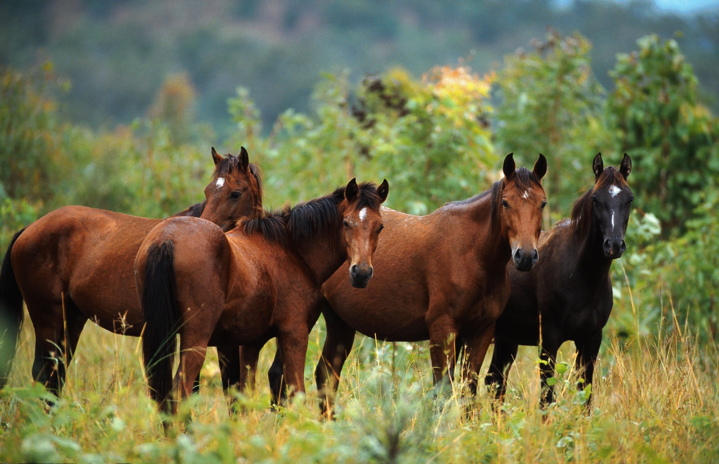 Australian Stock Horse