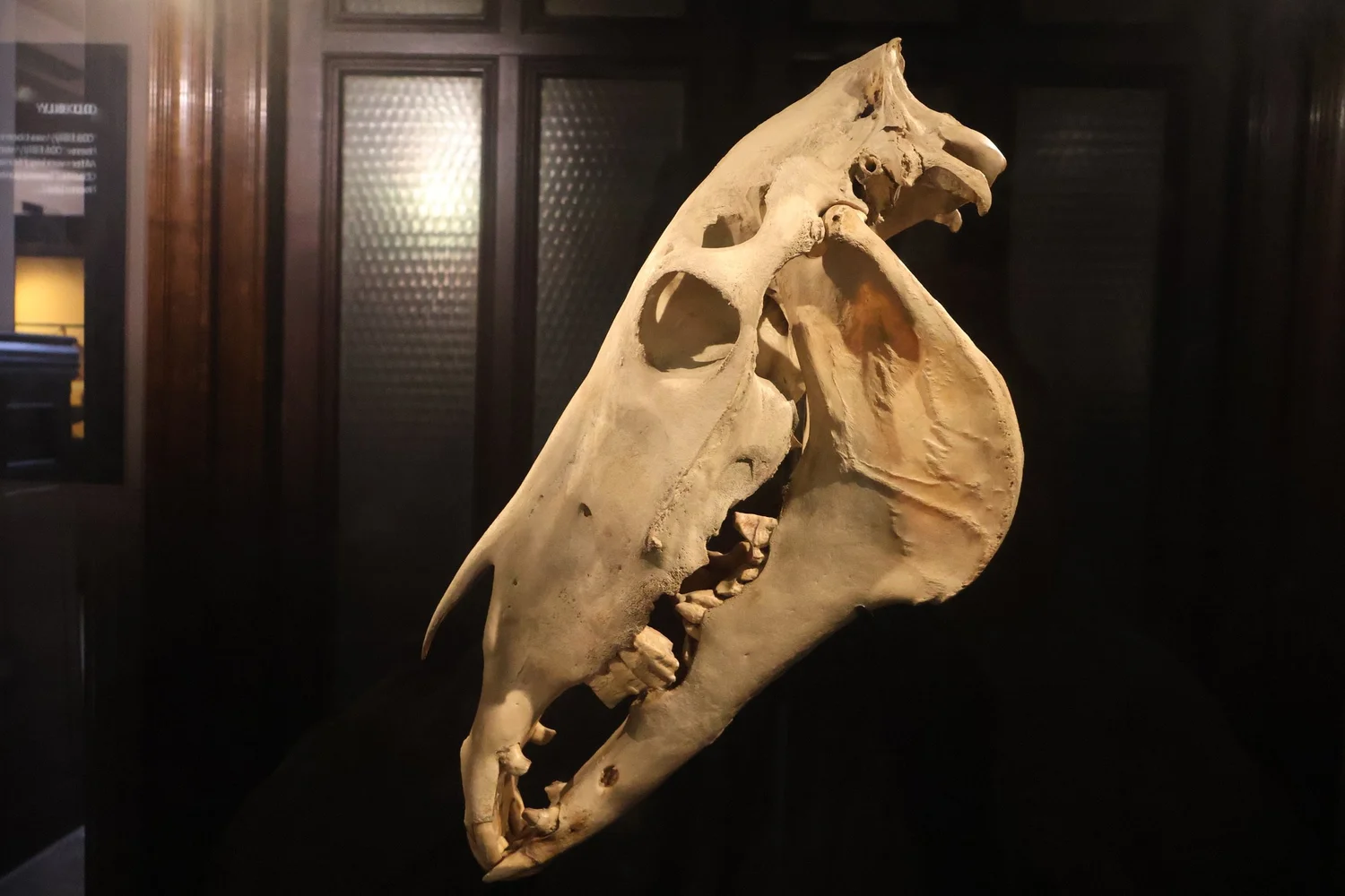 Billy's skull displayed behind glass at Manchester Museum