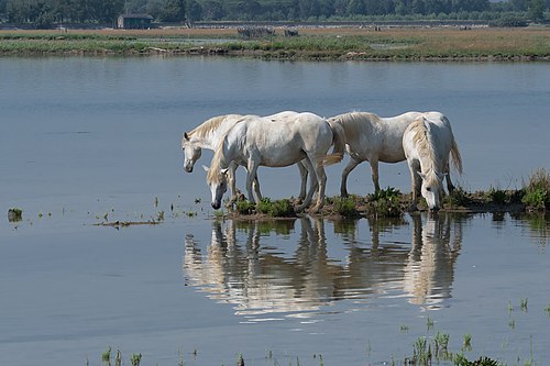 Three white Camargue horses standing in water