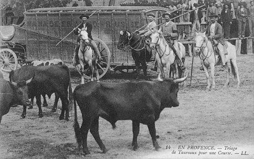 Gardians riding Camargue horses through the marshes