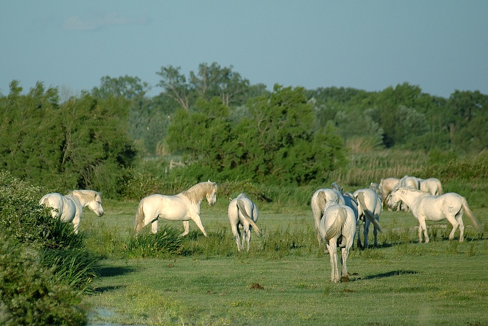 A herd (manade) of Camargue horses in the wetlands