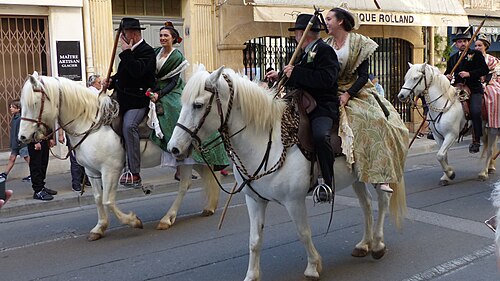 Camargue horses and riders in parade formation