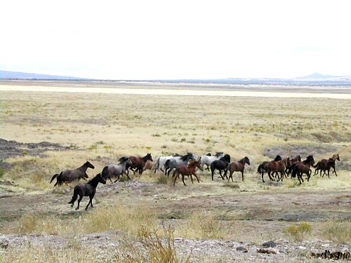 Comanche horses on the open plains