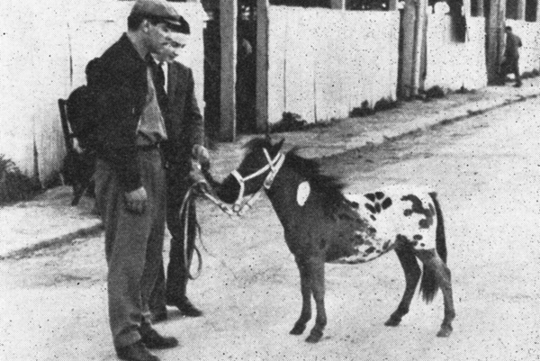 Falabella miniature horse showing elegant conformation