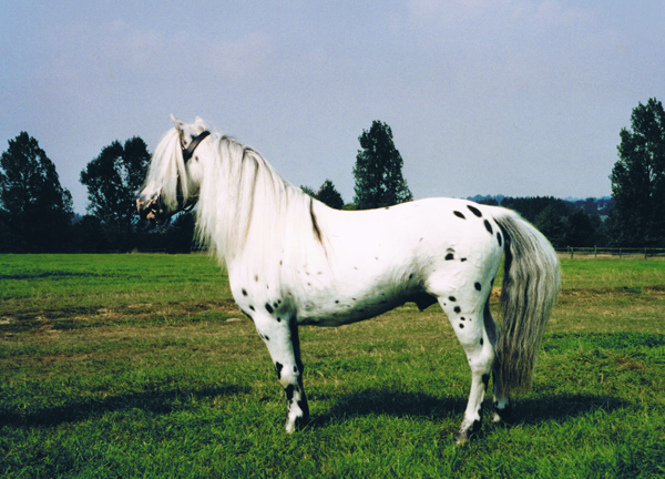 Falabella horses in Argentina on the Pampas