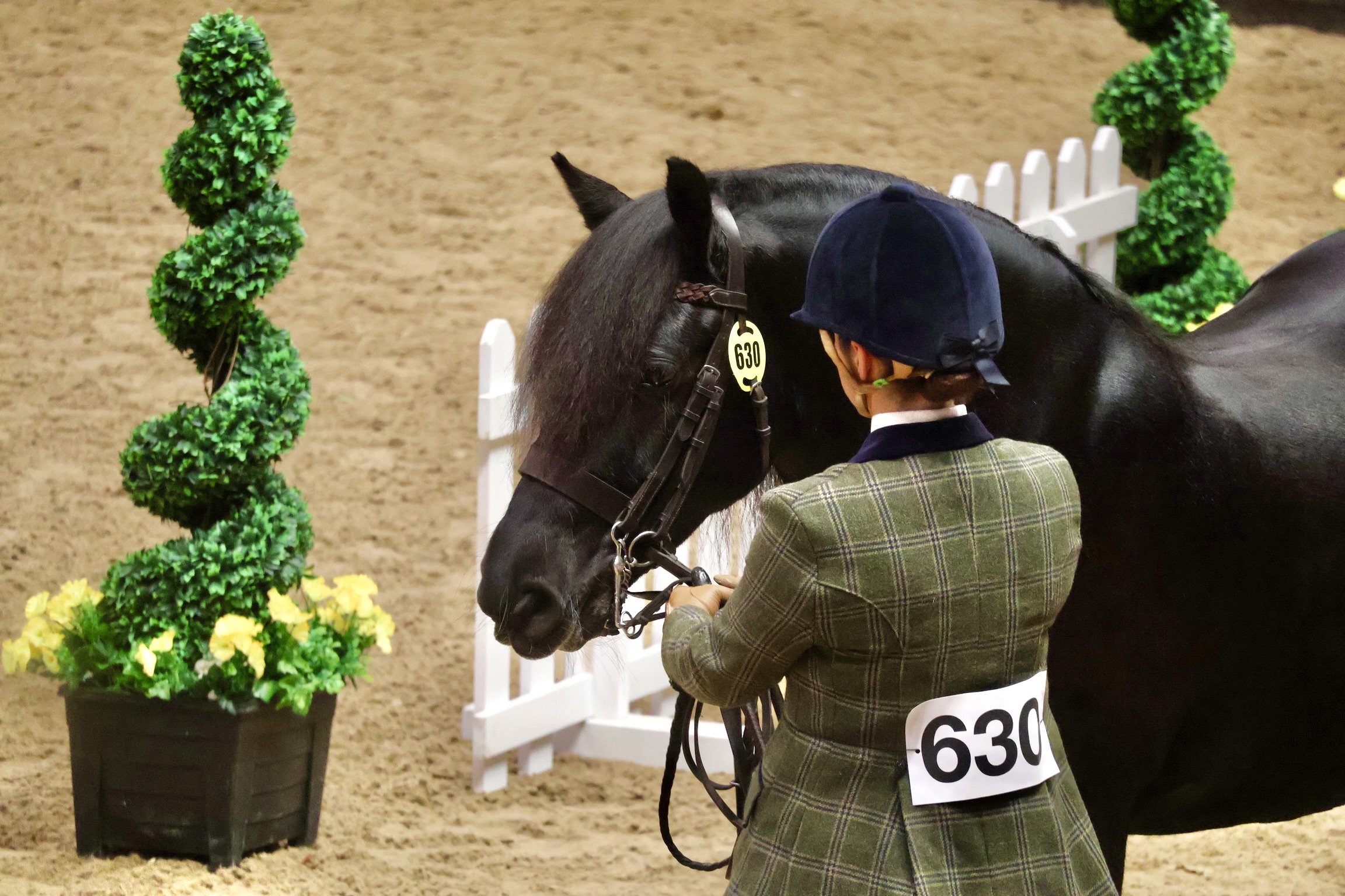 Fell Ponies at Horse of The Year Show