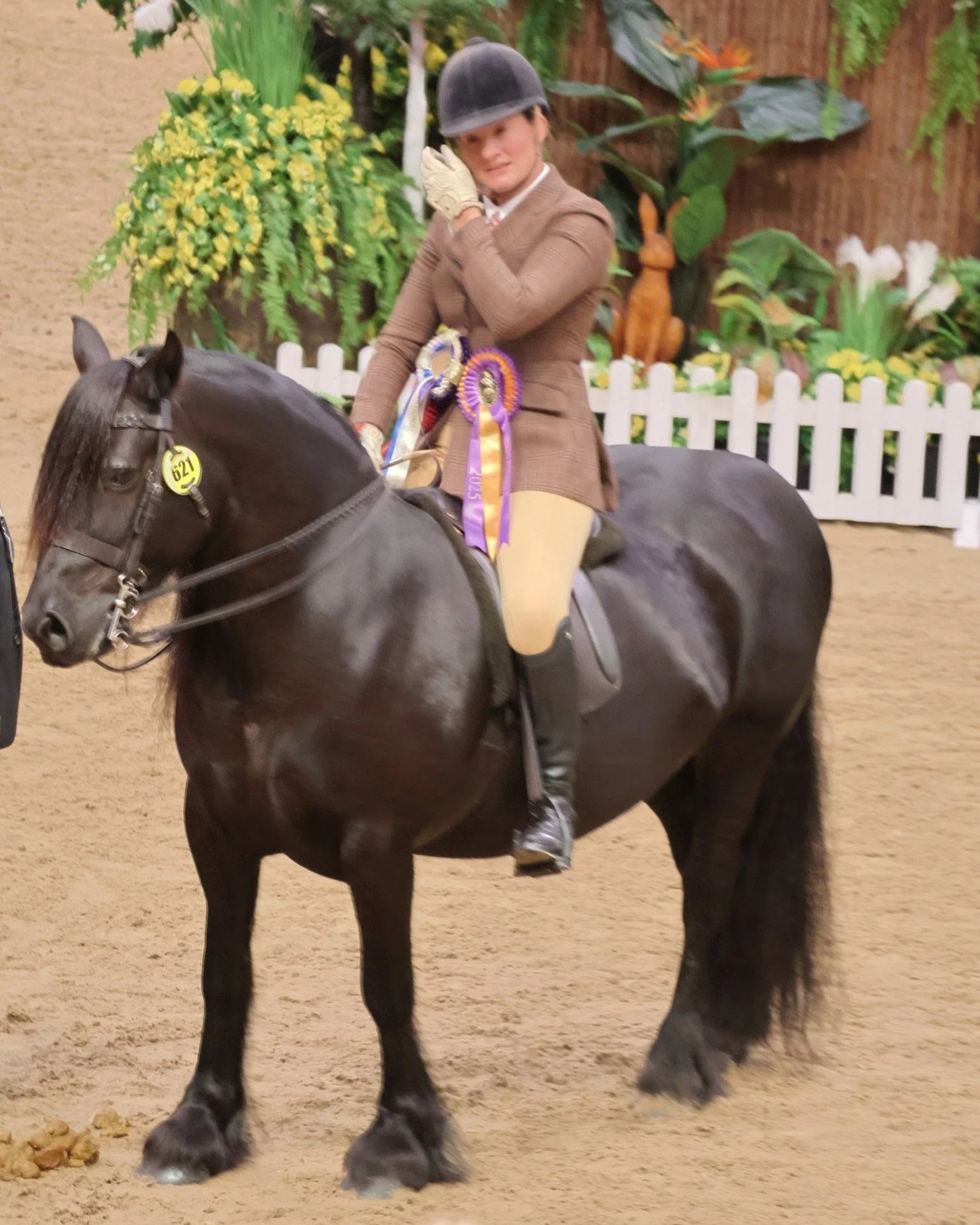 Fell Ponies grazing on the open northern fells of Cumbria