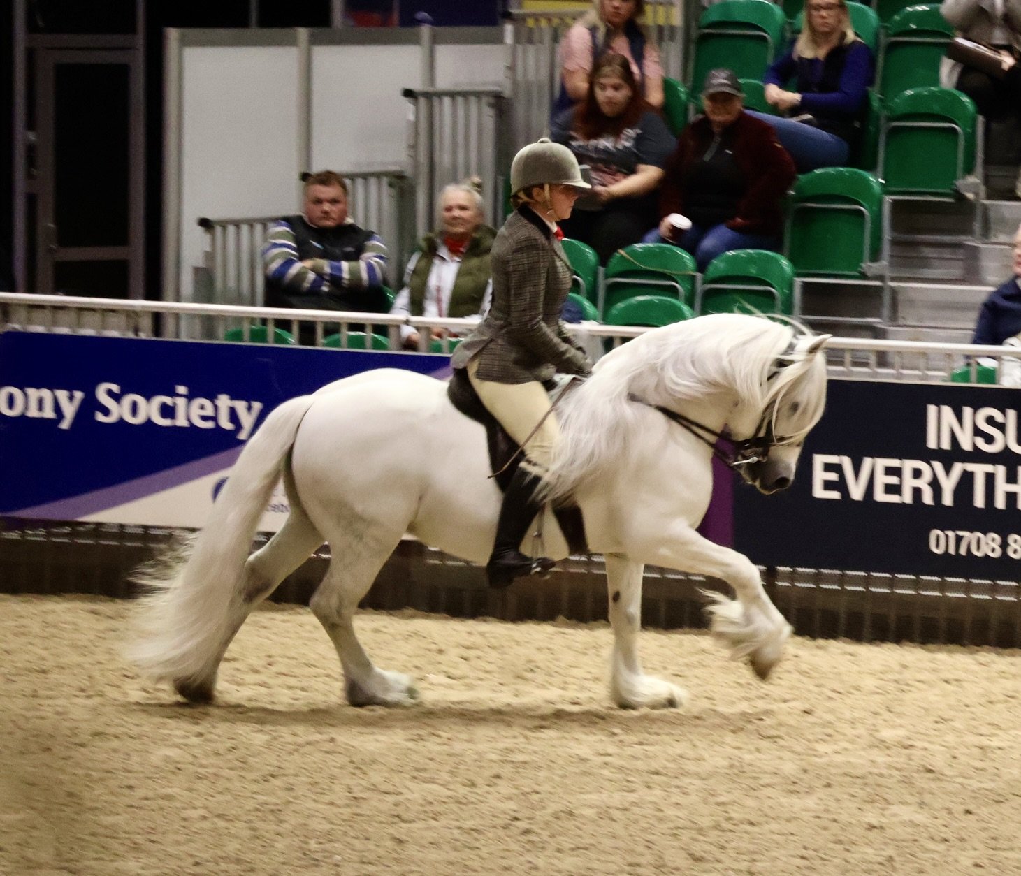 Fell Ponies at a show class — the only grey among predominantly dark-coloured entries