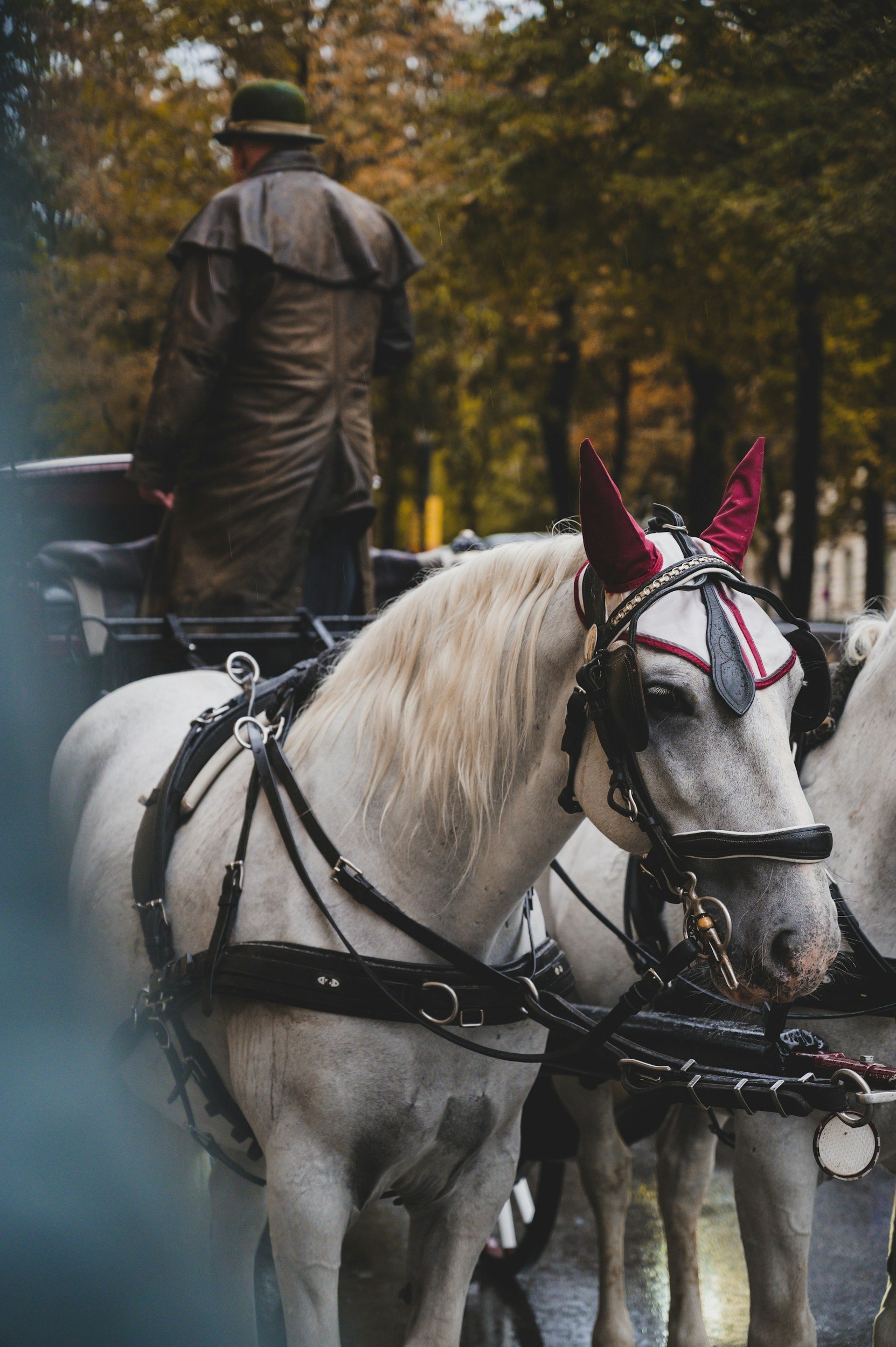 Fell Pony in traditional working harness