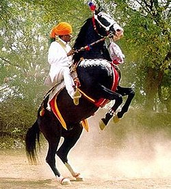 Marwari horse rearing up