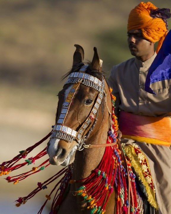 Marwari horse in traditional tack, India