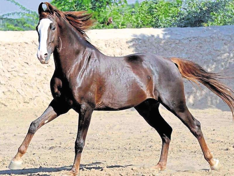 Liver chestnut Marwari horse in open country