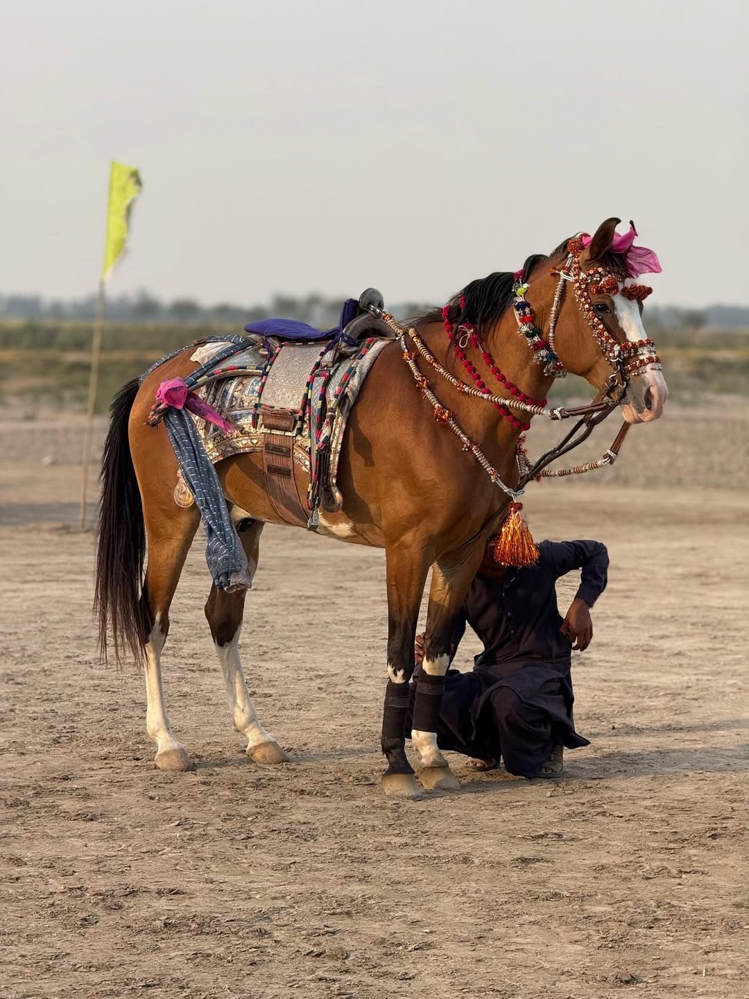 Marwari horse in ceremonial tack with decorative bridle