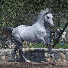 Grey Marwari horse