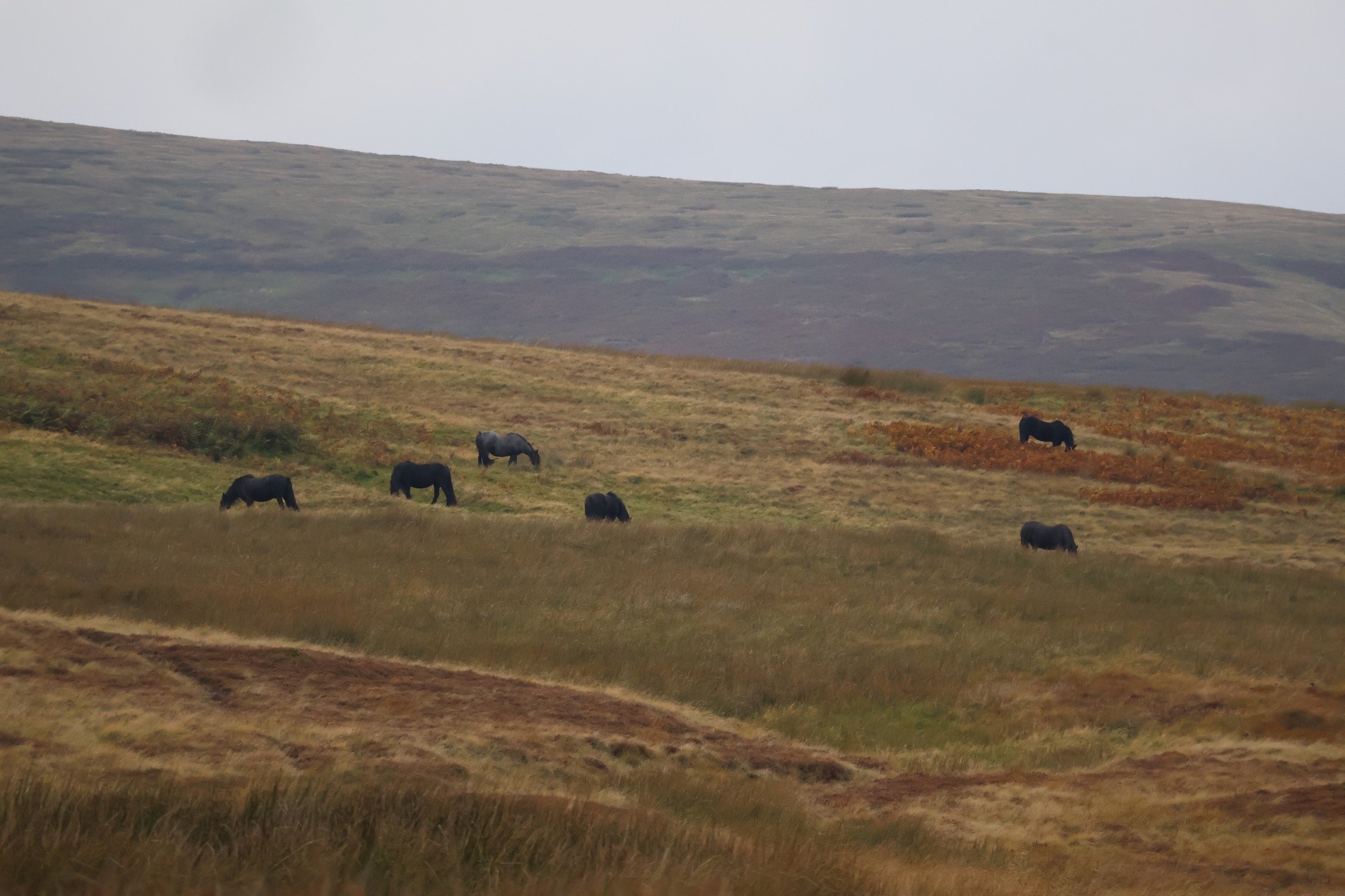 Fell Ponies grazing on Cumbrian moorland