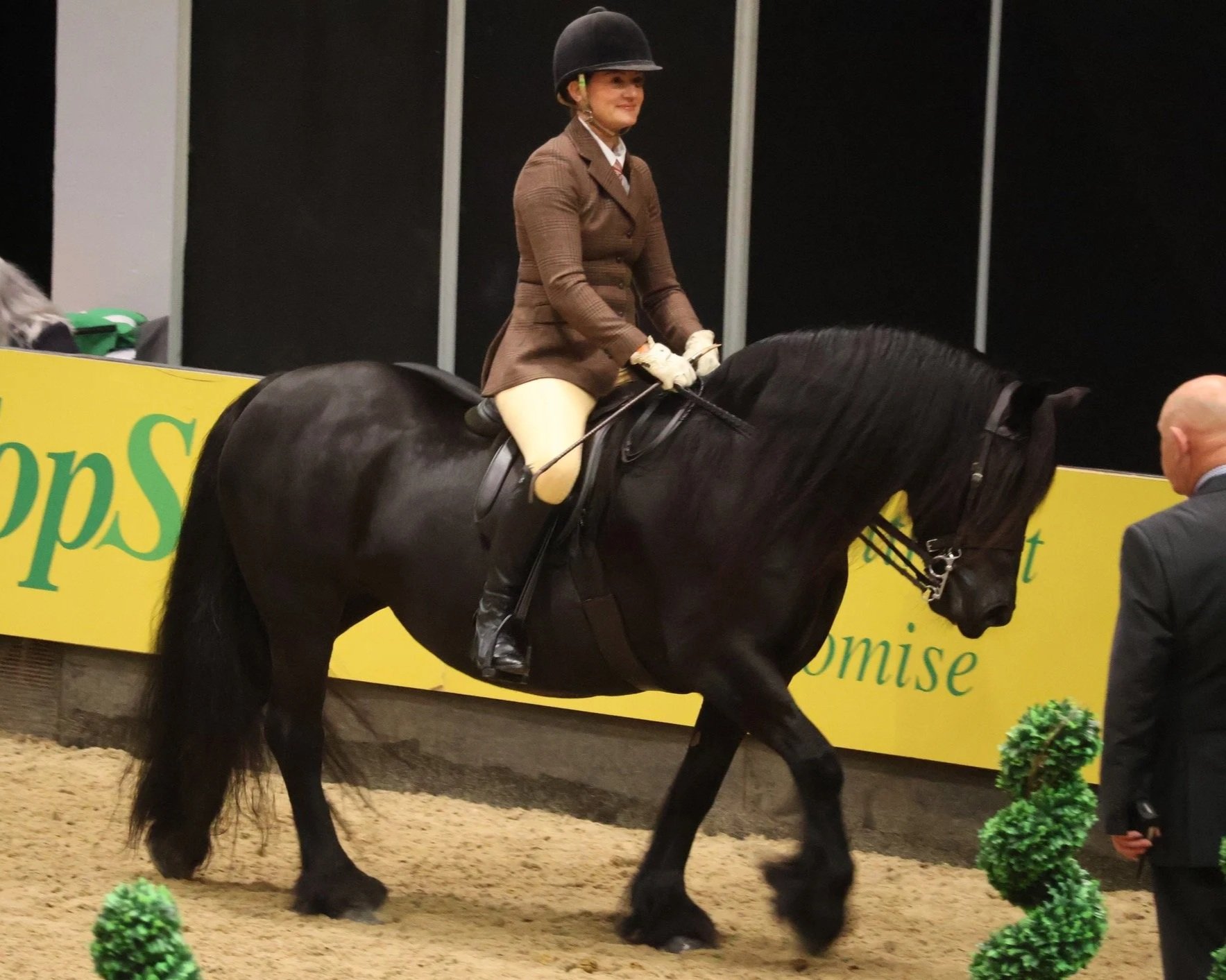 Fell Pony at Horse of the Year Show in Birmingham