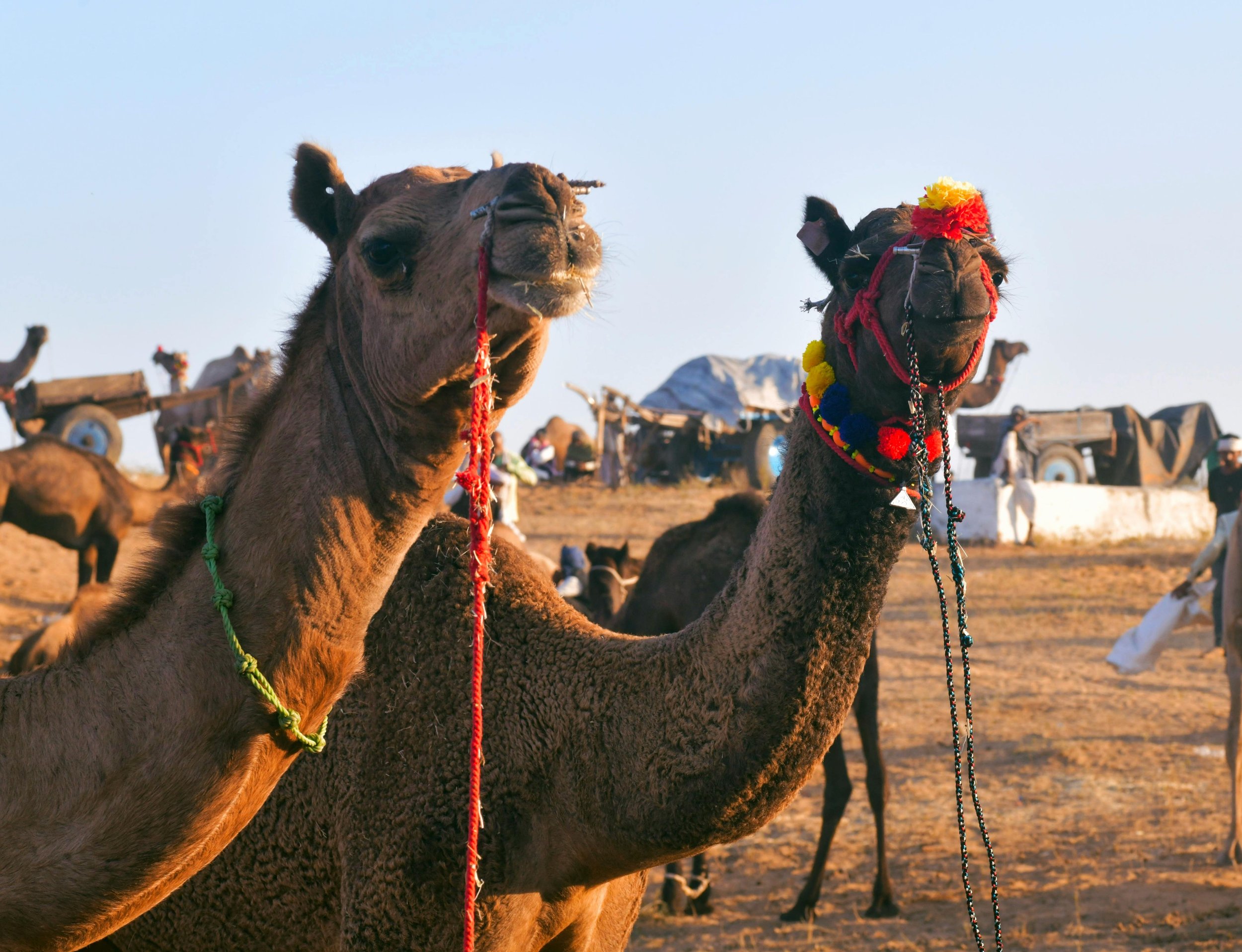 Two camels decorated with colourful accessories at the Pushkar Fair
