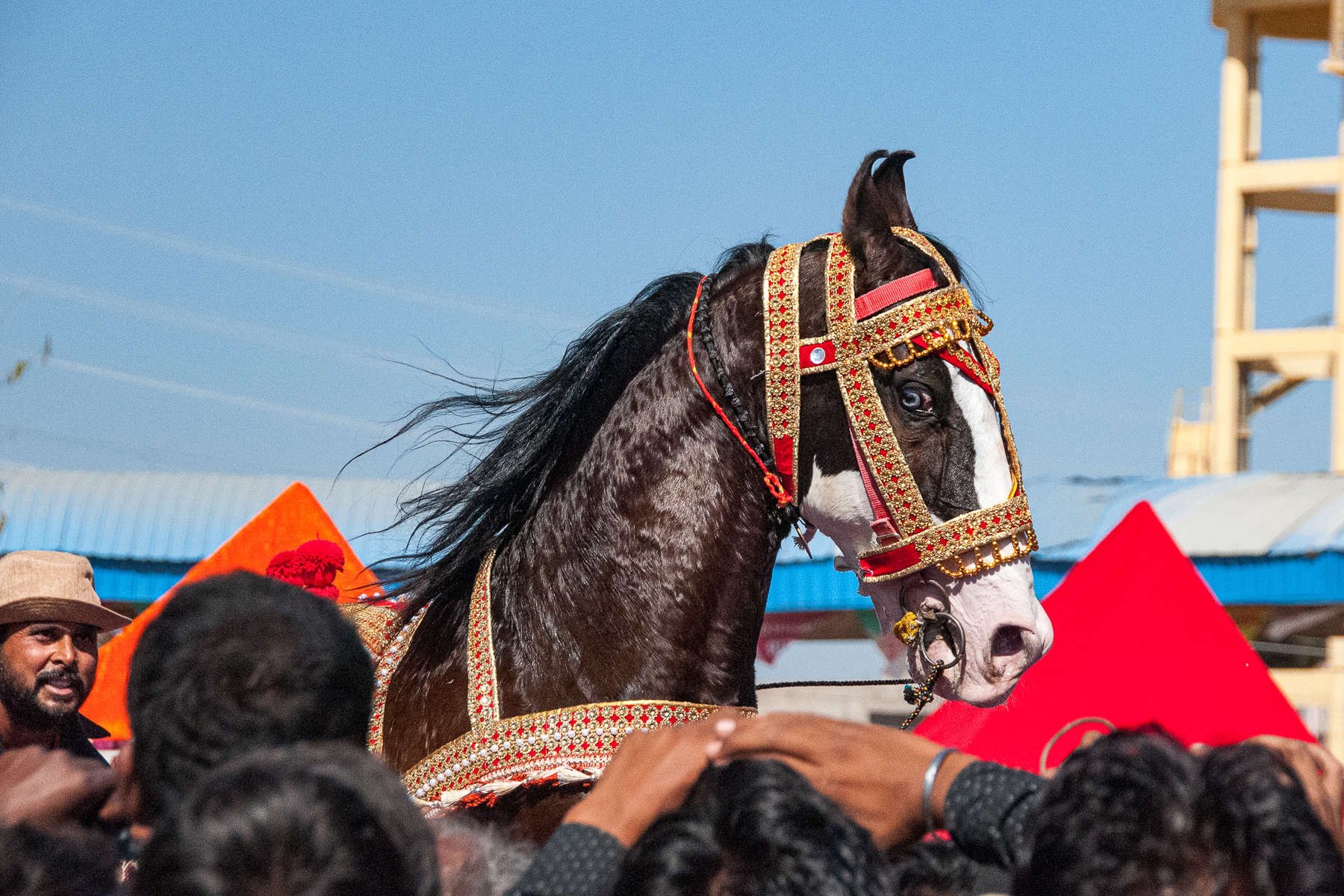 The Pushkar Horse and Camel Fair, Rajasthan