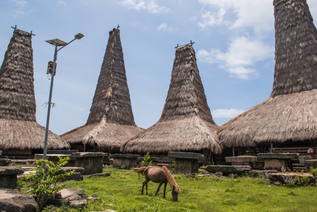 Sandalwood pony grazing among megalithic stone graves and traditional thatched clan houses, Sumba