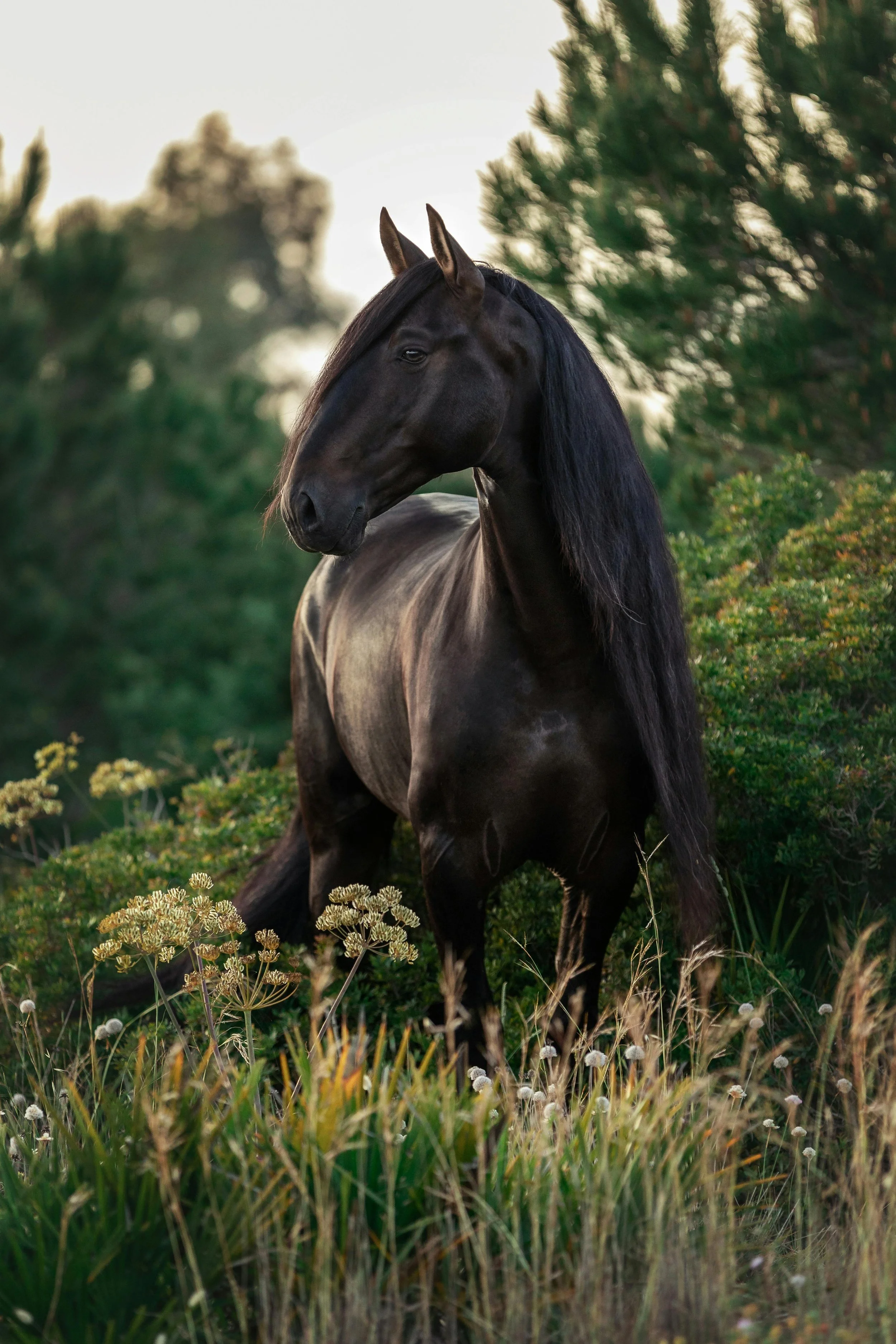 Andalusian horse in warm Spanish light