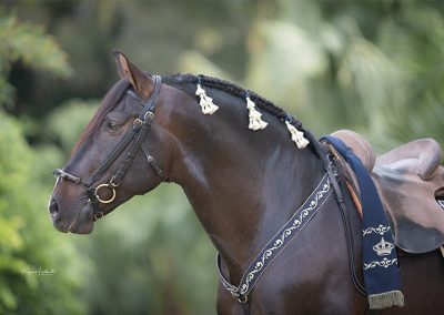 Andalusian horse dressed in traditional vaquero style tack