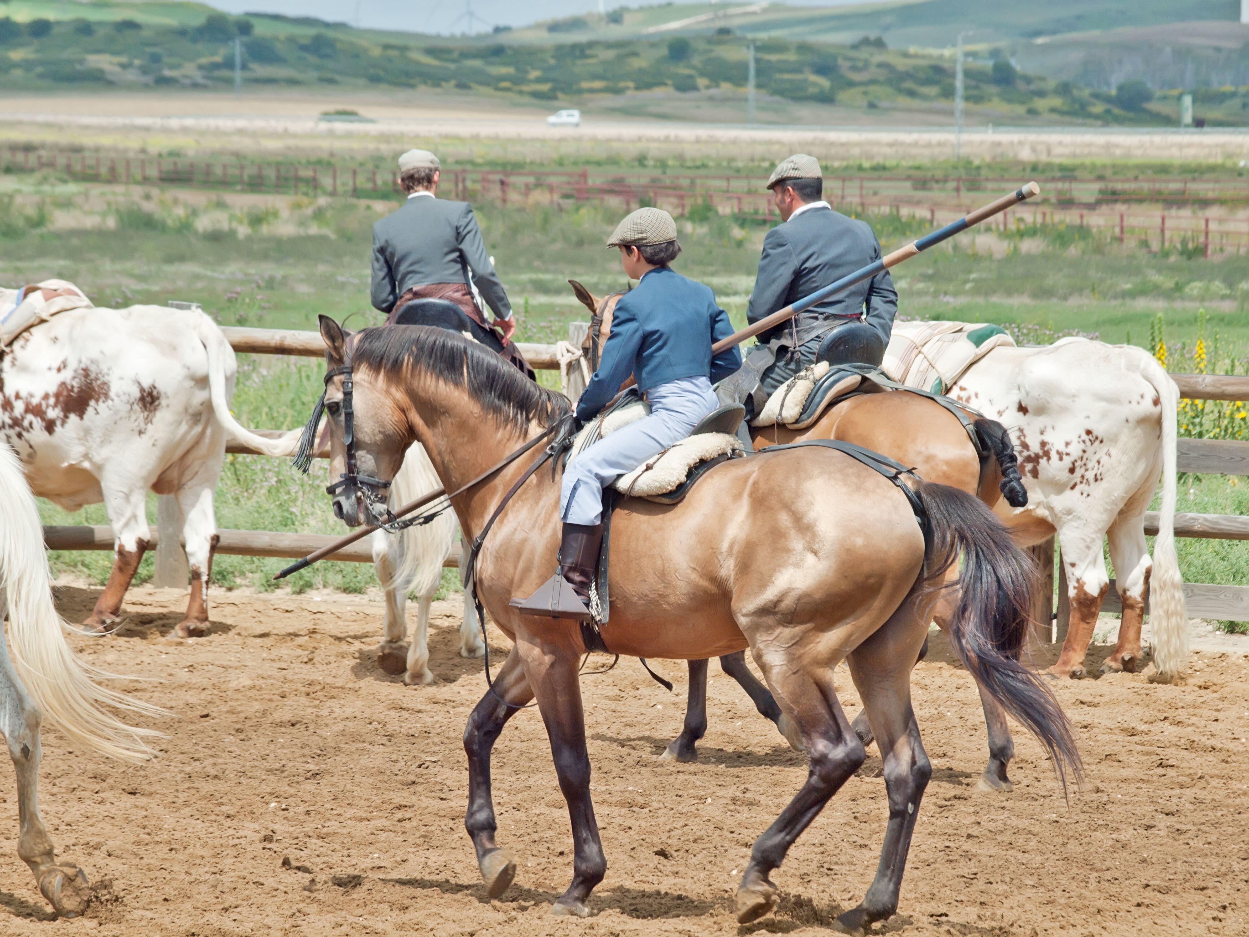 Vaquero horseman working cattle on a dehesa ranch