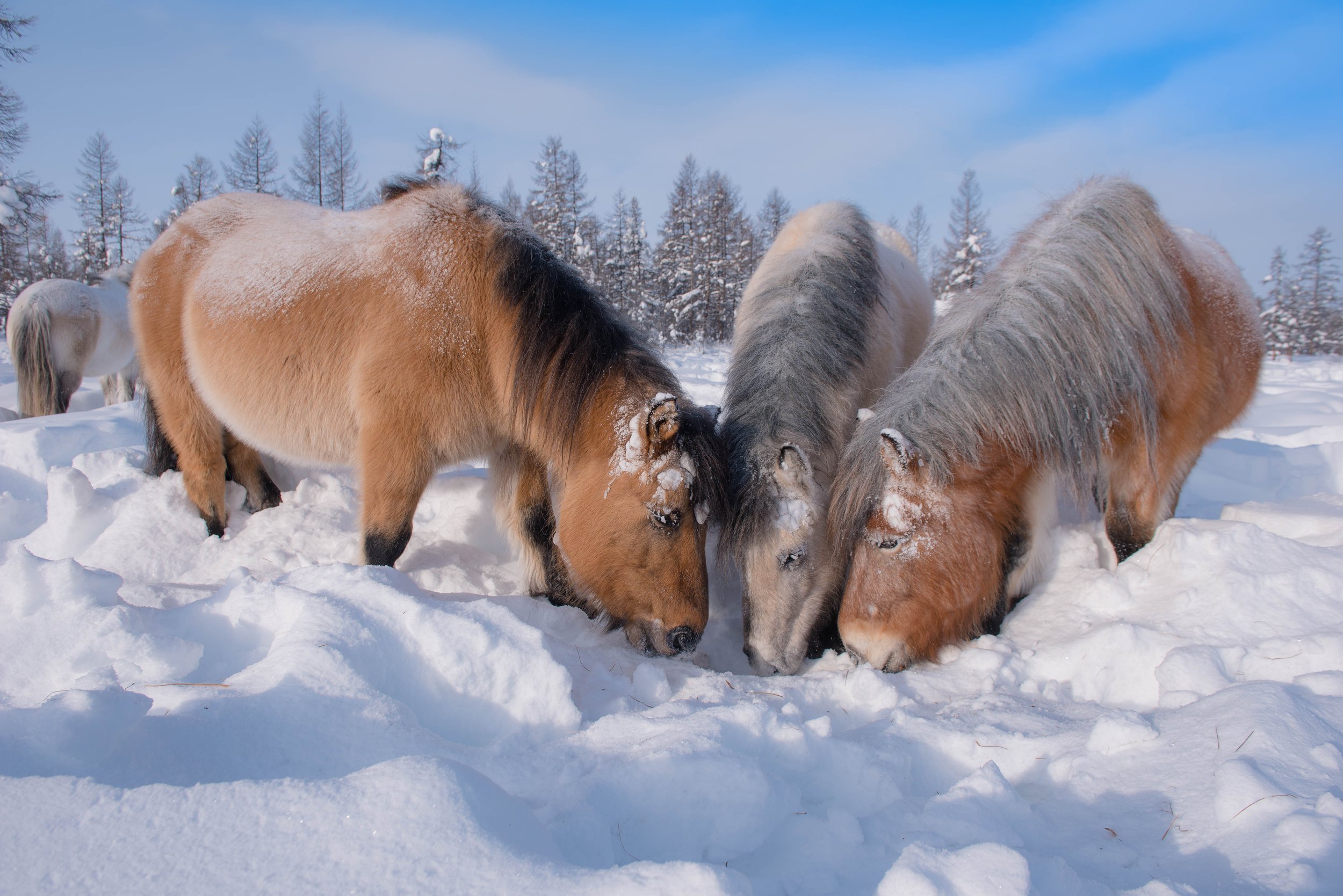 Yakutian horses searching beneath snow for forage