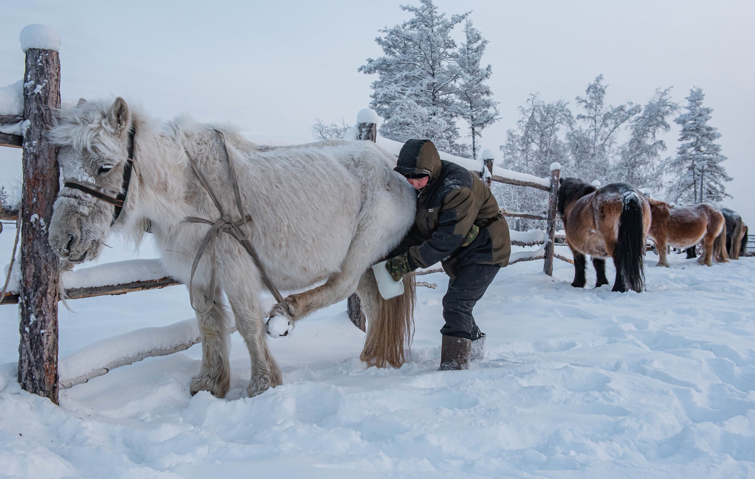 Milking a Yakutian horse in winter conditions