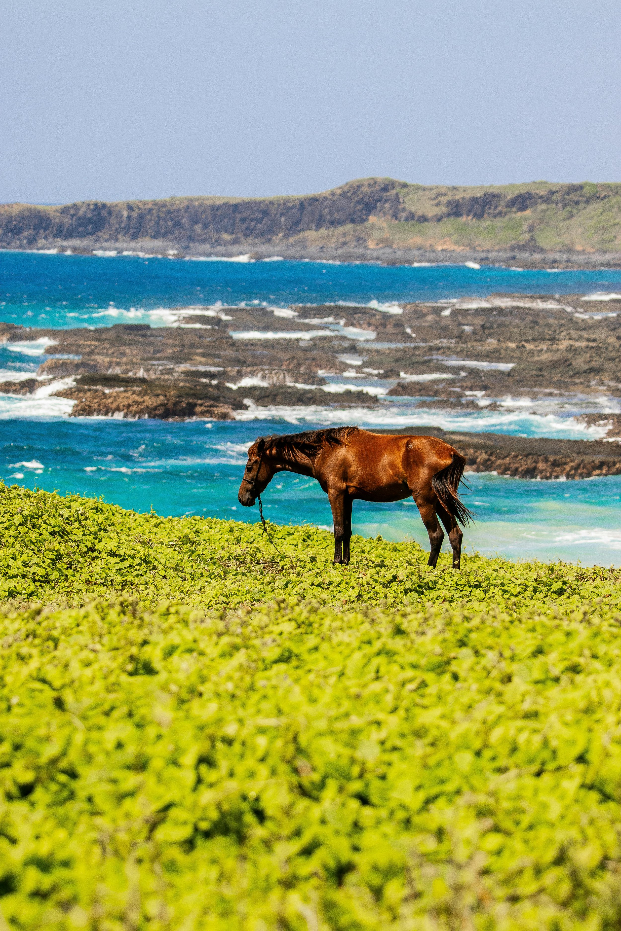 Brown horse standing on green grass near the Sumba coastline with blue ocean and rocky cliffs
