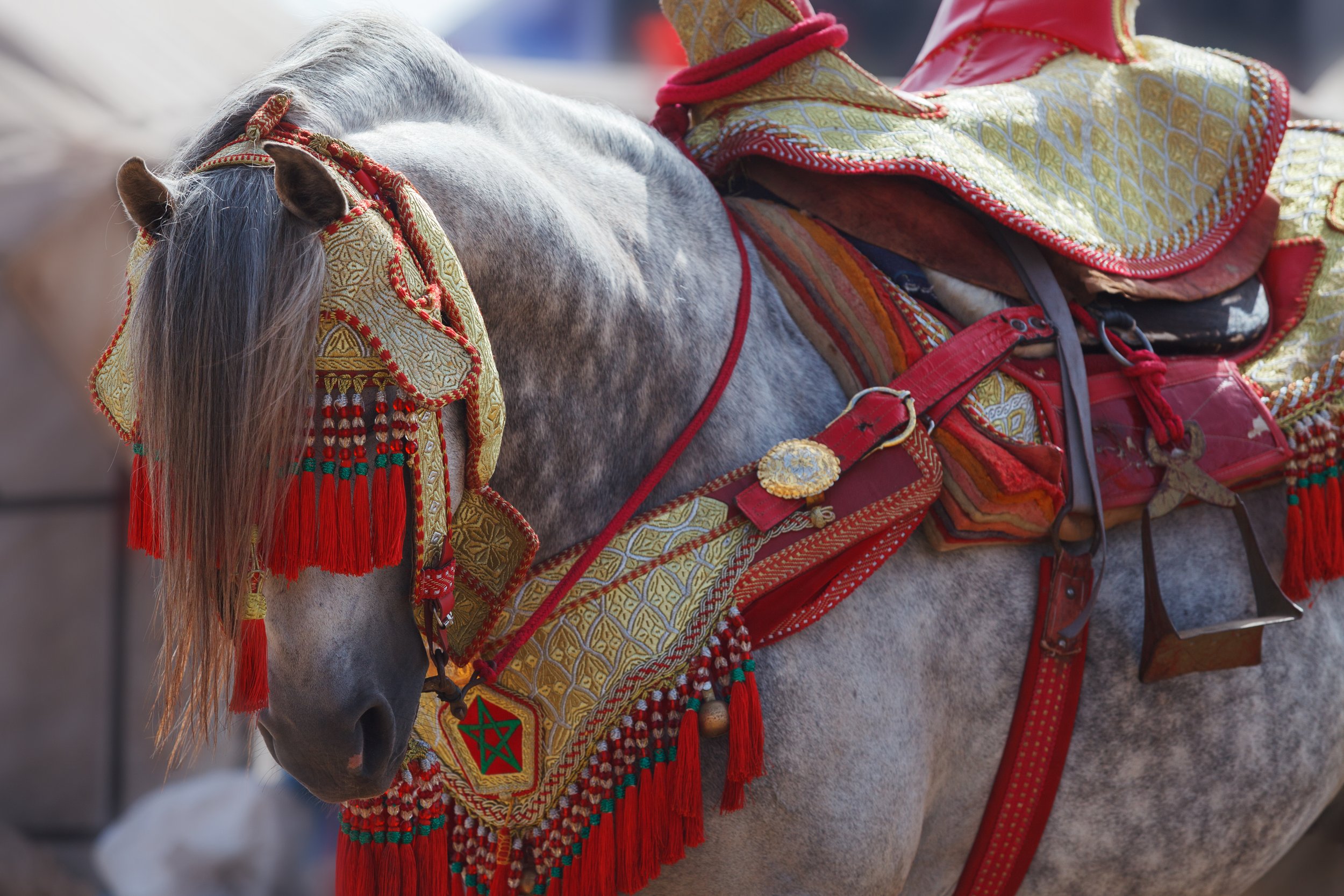 A horse decorated in ornate tack for Tbourida